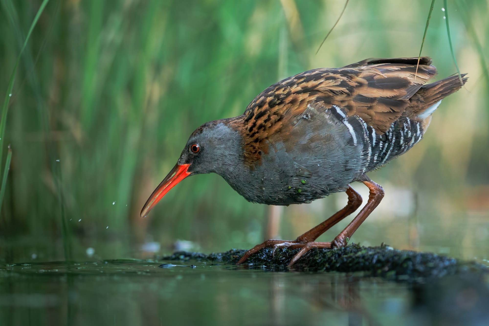 Fotografia ptaka wodnego z czerwonym dziobem stojącego na brzegu wśród zielonej roślinności